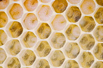 Honey bee cells showing worker larvae (Apis mellifera) Sussex, UK