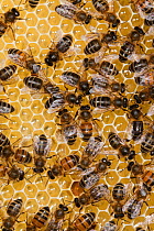 Honey bee workers on empty comb (Apis mellifera) Sussex, UK