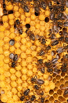Honey bees on capped honeycomb (Apis mellifera) Sussex, UK