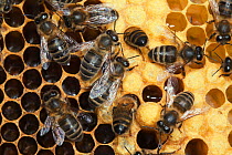 Honey bee workers (Apis mellifera) Sussex, UK