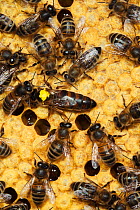 Italian Honey bee queen (marked) and hybrid workers (Apis mellifera ligustica) Sussex, UK