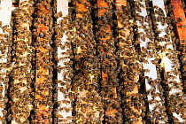 Honey bee on frames (Apis mellifera) Sussex, UK