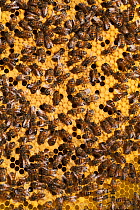 Honey bees on capped honeycomb (Apis mellifera) Sussex, UK