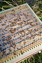 Honey bee hive (Apis mellifera) showing Queen Bee Excluder used to keep honey separate from the eggs, larvae and brood.  Queen bee excluders also have indirect uses such as preventing a colony from ab...