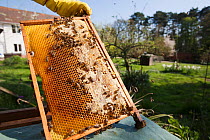 Honey bee comb held by beekeeper (Apis mellifera)~Sussex, UK