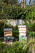 Honey bee hives outside in garden (Apis mellifera) Sussex, UK