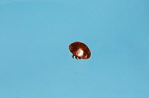 Varroa mite (Varroa destructor) an external parasitic mite to Honey bee (Apis mellifera) Sussex, UK