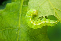 Dun-bar moth caterpillar (Cosmia trapezina) on oak leaf (Quercus sp) Sussex, UK
