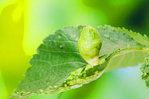 Plant gall (Tetraneura ulmi) on Wych elm (Ulmus glabra) UK