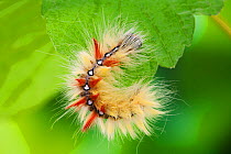 Sycamore moth larva (Acronicta aceris) Sussex, UK