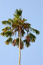 Areca nut palm (Areca catechu), the areca nut is popularly chewed in Asia