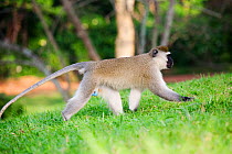 Vervet monkey walking (Cercopithecus pygerythrus) Entebbe, Uganda