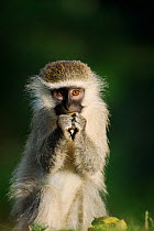 Vervet monkey eating mango (Cercopithecus pygerythrus) Entebbe, Uganda