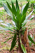 Steudner's Dragon tree (Dracaena steudneri) Medicinal plant used as an anti-bacterial, anti-viral and combats high blood pressure