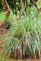 Lemon grass (Cymbopogon afronardus)