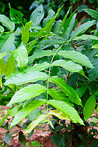 Velvet combretum (Combretum molle) leaves, a medicinal pla: used for treating leprosy, stomach ailmets and as a cough expectorant