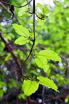 Vangueria leaves (Vangueria apiculata) a medicinal plant used to cure intestinal worms and stomach ache
