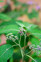 Flower and leaves of (Bothriocline tomentosa) medicinal plant used to cure diarrhoea and stop vomiting