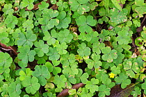Creeping woodsorrel (Oxalis corniculata)  Medicinal plant: used in Uganda to cure toothache, eliminate scars and as a diuretic.  Entire plant is rich in vitamin C