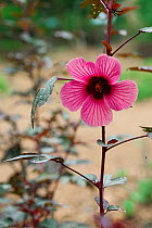 African Rosemallow also known as Maple Sugar, Red Hibiscus, Cranberry Shield (Hibiscus acetosella) Medicinal plant: used in Uganda as a blood tonic, leaves are edible and good source of vitamin C.