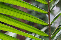 African Oil palm leaves (Elaeis guineensis)
