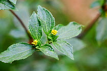 Common St. Pauls wort (Sigesbeckia orientalis) Medicinal plant: used in Uganda to cure skin and fungal infections and syphilis
