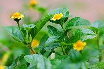 Flowers and leaves of (Spilanthes mauritiana) a medicinal plant with a high anti-fungal potency