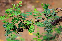 Indigo (Indigofera ambelacensis) Medicinal plant: used in Uganda to cure worms
