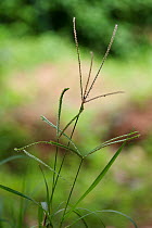 Wild finger millet (Eleusine indica) also known as Indian goosegrass, Wiregrass, Crowfootgrass, A Medicinal plant used in Uganda to cure stomach ache and chicken pox