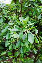 (Cyphostemma nieriense) Medicinal plant: used in Uganda to cure elephantiasis