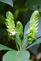 Leaves and flowers of (Brillantaisia kirungae) a medicinal plant used in Uganda to cure urethritis