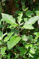 (Vernonia amygdalina) commonly called bitter leaf because of its bitter taste. In the wild, chimpanzees have been observed ingesting leaves to counter parasitic infections. Medicinal plant: used for w...
