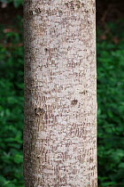 Trunk of (Maesopsis eminii) tree, a large African forest tree introduced to many parts of the tropics and grown in monoculture plantations as a fast growing timber tree.