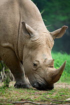 White rhinoceros (Ceratotherium simum) Uganda, Captive