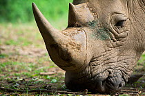 White rhinoceros (Ceratotherium simum) Uganda, Captive
