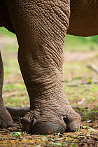 White rhinoceros showing three toes (Ceratotherium simum) Uganda, Captive