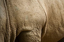 White rhinoceros skin (Ceratotherium simum) Uganda, Captive