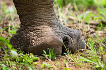 White rhinoceros showing three toes (Ceratotherium simum) Uganda, Captive