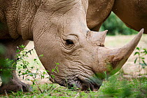 White rhinoceros (Ceratotherium simum) Uganda Captive