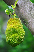 Jackfruit (Artocarpus heterophyllus) Uganda
