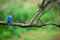 Woodland kingfisher (Halcyon senegalensis) Uganda