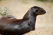 Spotted-necked otter (Lutra / Hydrictis maculicollis) from sub-saharan Africa, Captive