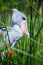 Shoebill / Whale headed stork (Balaeniceps rex) Captive