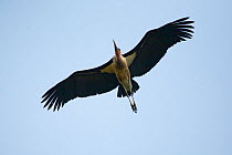 Marabou stork flying (Leptoptilos crumeniferus) Entebbe, Uganda