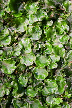 Crescent cup liverwort (Lunularia cruciata) Eridge Rocks SSSi, Sussex, UK