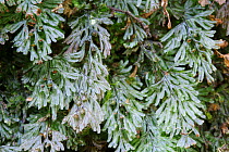 Tunbridge filmy fern (Hymenophyllum tunbrigense) Eridge Rocks SSSI, Sussex, UK, April. Notable Species