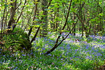 Bluebells in woodland setting (Hyacinthoides non-scripta)  Eridge Rocks SSSI, Sussex