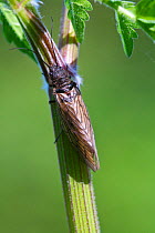 Alder fly (Sialis lutaria) West Sussex, UK