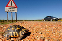 Angulate tortoise (Chersina angulata) adult male crossing road with tortoise traffic warning sign and car passing on Route 62 near Oudtshoorn, Little Karoo, Western Cape, South Africa