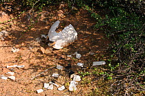 Angulate tortoise (Chersina angulata) remains of adult probably predated  by cape crow or white necked raven, Oudtshoorn, Little Karoo, Western Cape, South Africa